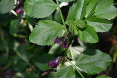 Vicia serratifolia