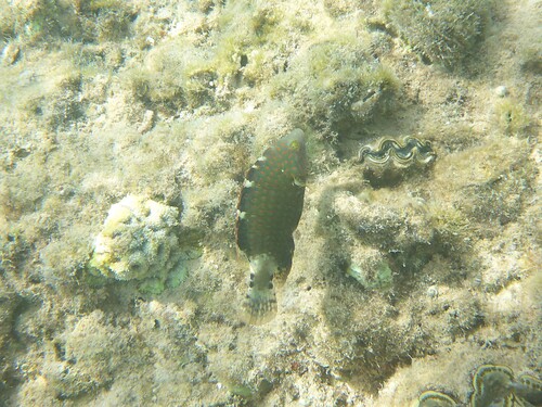 Cheilinus abudjubbe observed 2026-10-04