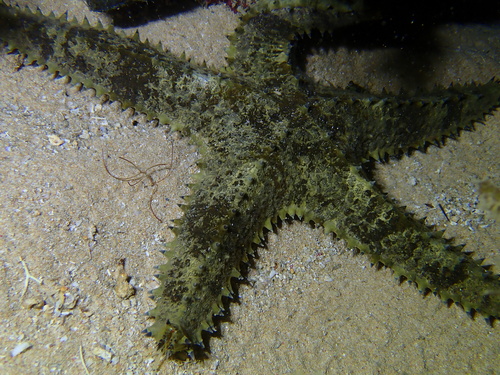 Asteropsis carinifera observed 2026-10-01