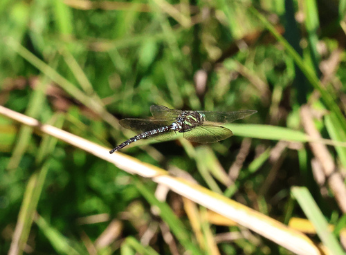 Shadow Darner