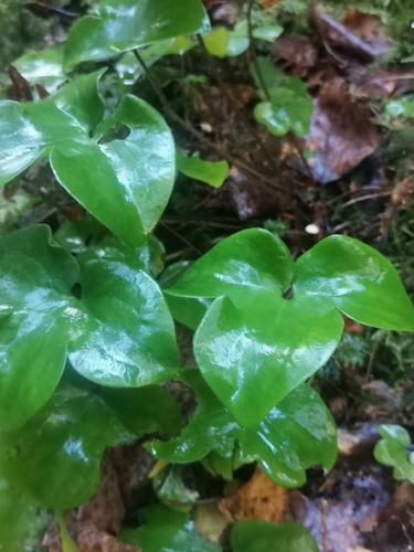Liverleaf