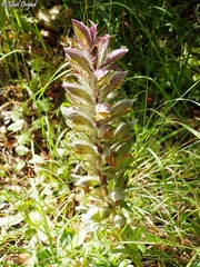Acanthus syriacus