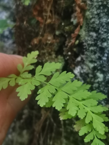 brittle bladderfern
