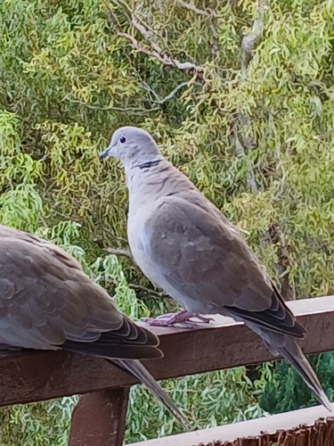 Eurasian Collared-Dove