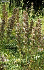 Acanthus syriacus