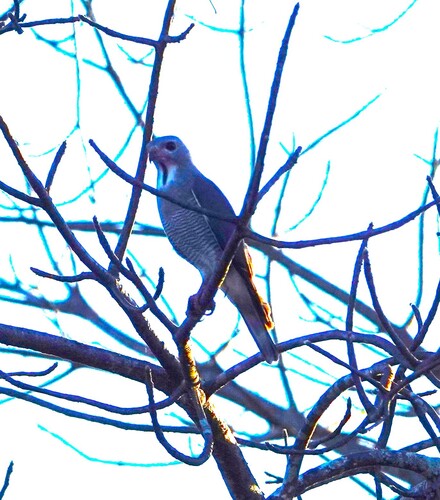 iNaturalist image