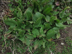 Rumex nepalensis