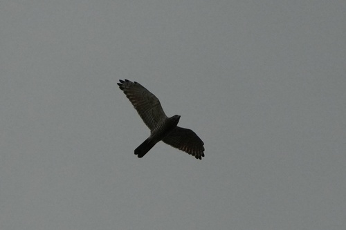 Gray-faced Buzzard