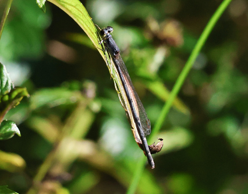 Fragile Forktail