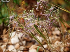 Allium daninianum