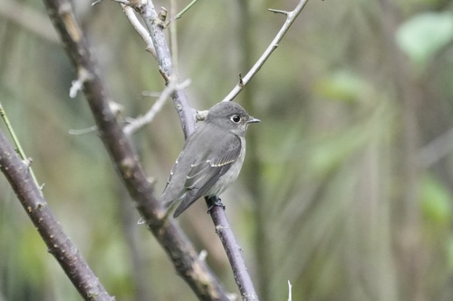 Dark-sided Flycatcher