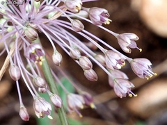Allium daninianum