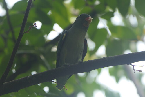 Psittinus cyanurus observed 2026-10-04
