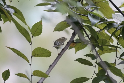 Yellow-browed Warbler