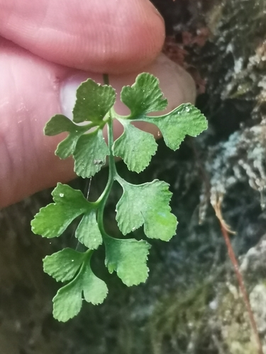 wall-rue