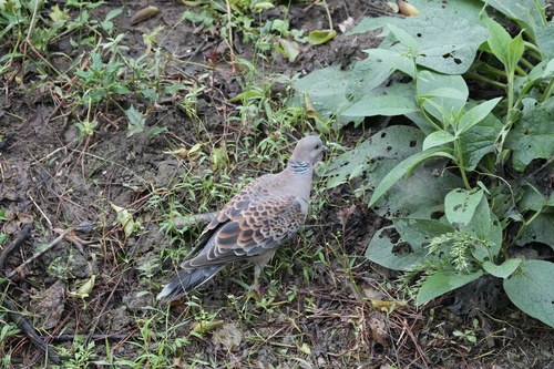 Oriental Turtle-Dove