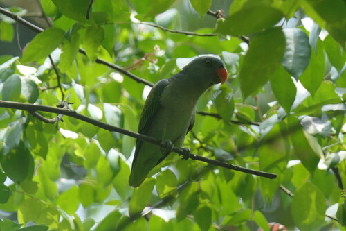 Psittinus cyanurus observed 2026-10-04