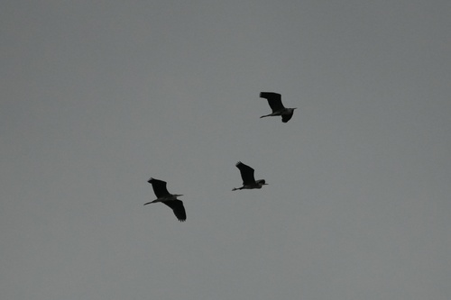 Grey Heron