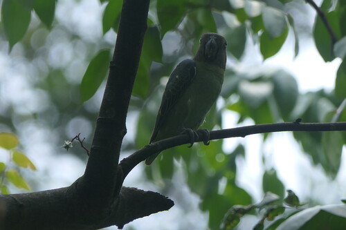 Psittinus cyanurus observed 2026-10-04