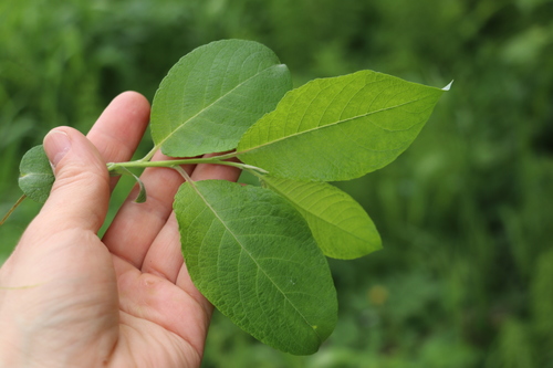 Paprastoji blindė nuotrauka