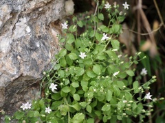 Campanula damascena