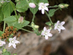Campanula damascena