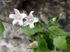 Campanula damascena