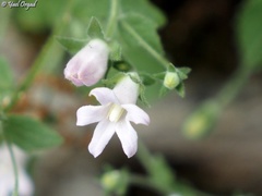 Campanula damascena
