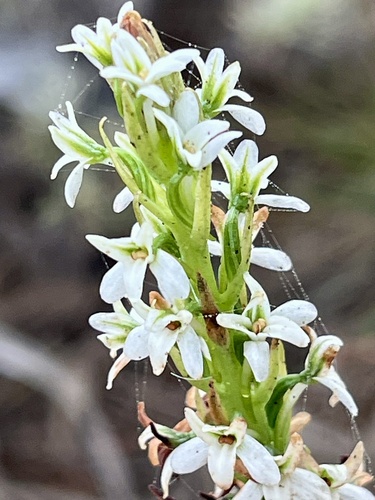Platanthera elegans observed 2026-10-02