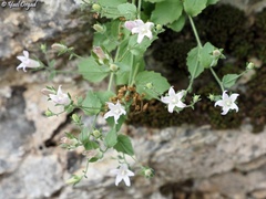 Campanula damascena