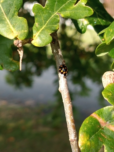 Asian Lady Beetle