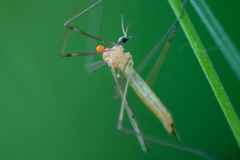 Limonia phragmitidis