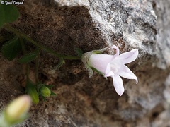 Campanula damascena