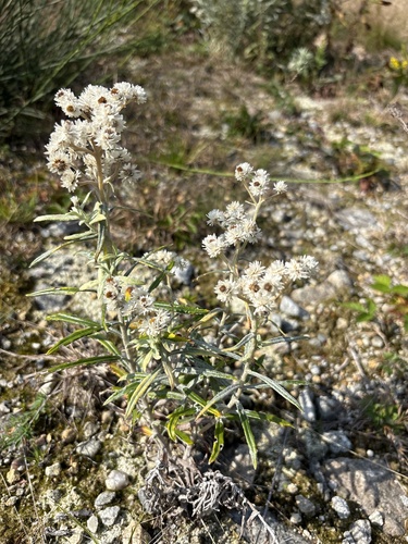 pearly everlasting