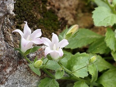 Campanula damascena