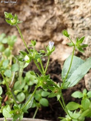 Campanula erinus