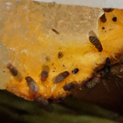 Drosophila immigrans