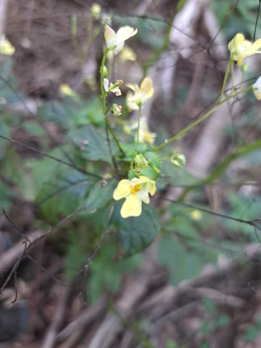small balsam