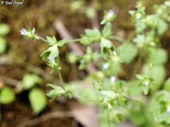 Campanula erinus