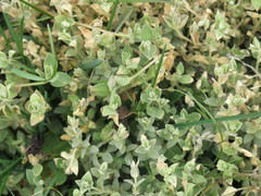 Stellaria vestita