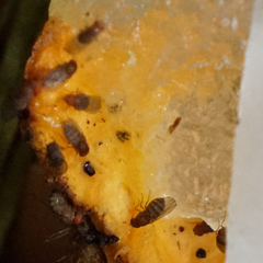 Drosophila immigrans