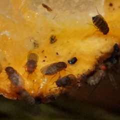 Drosophila immigrans