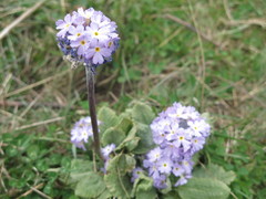 Primula denticulata
