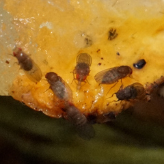 Drosophila immigrans