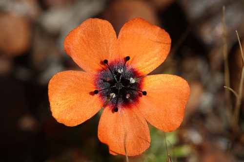 Drosera sewelliae (Drosera sewelliae)