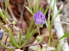 Campanula stellaris