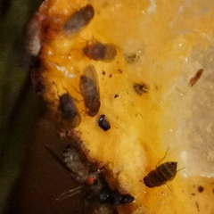 Drosophila immigrans