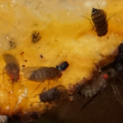 Drosophila immigrans