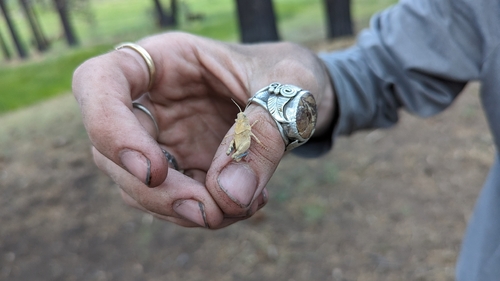 Cream Grasshopper