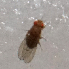 Drosophila immigrans